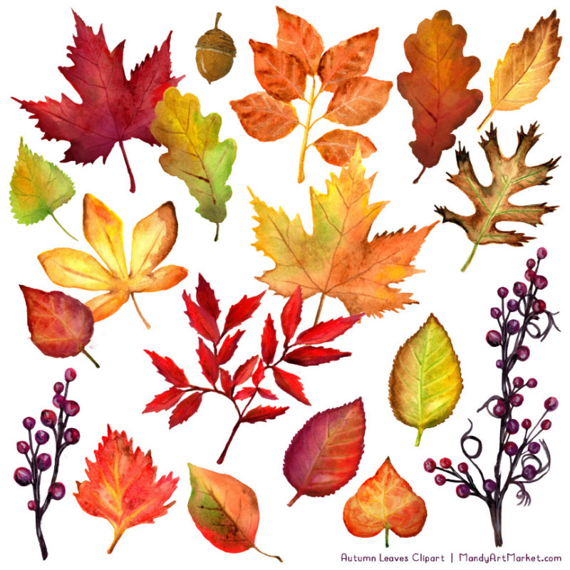 Free Watercolor Leaves Clipart for Fall - Mandy Art Market