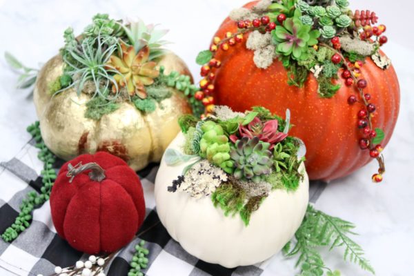 Succulent Pumpkins 1